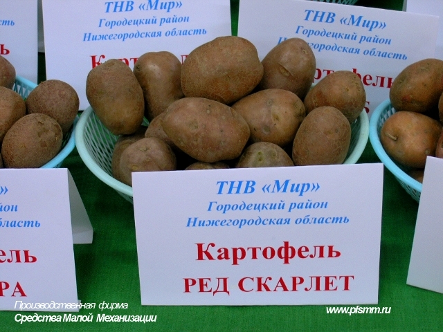 Выставка "Картофель - 2011"