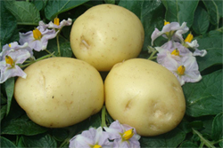 Средние сорта картофеля